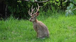Where are the horns on that Screwy Wabbit?….